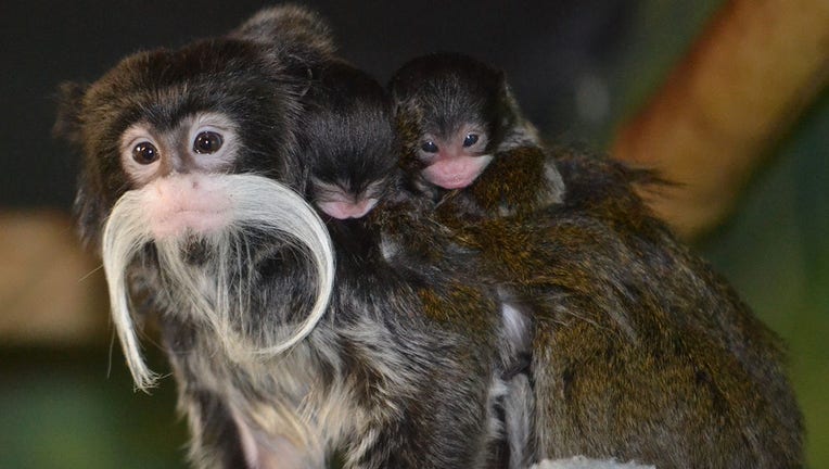 Racine Zoo welcomes twin emperor tamarin babies