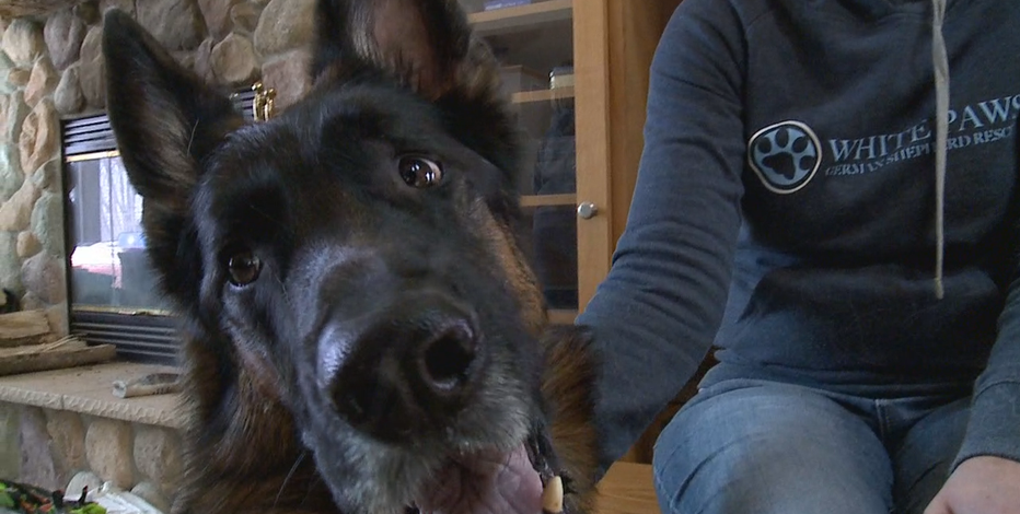 With German Shepherd Rescue At White House A Warning They Re Not For Everybody