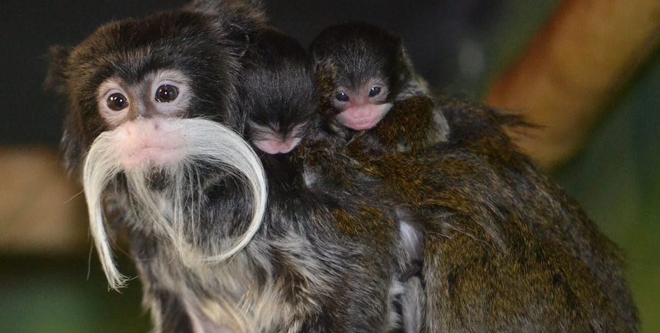 Racine Zoo welcomes twin emperor tamarin babies