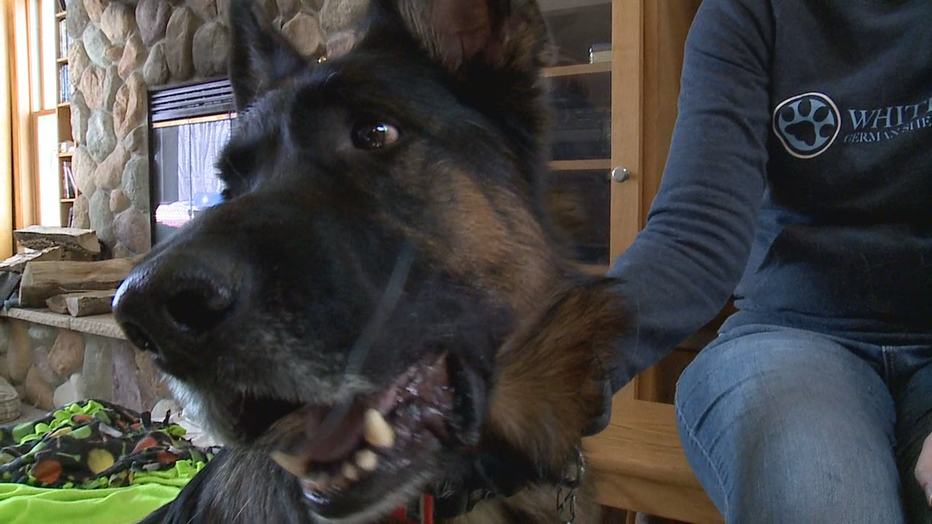 With German Shepherd Rescue At White House A Warning They Re Not For Everybody