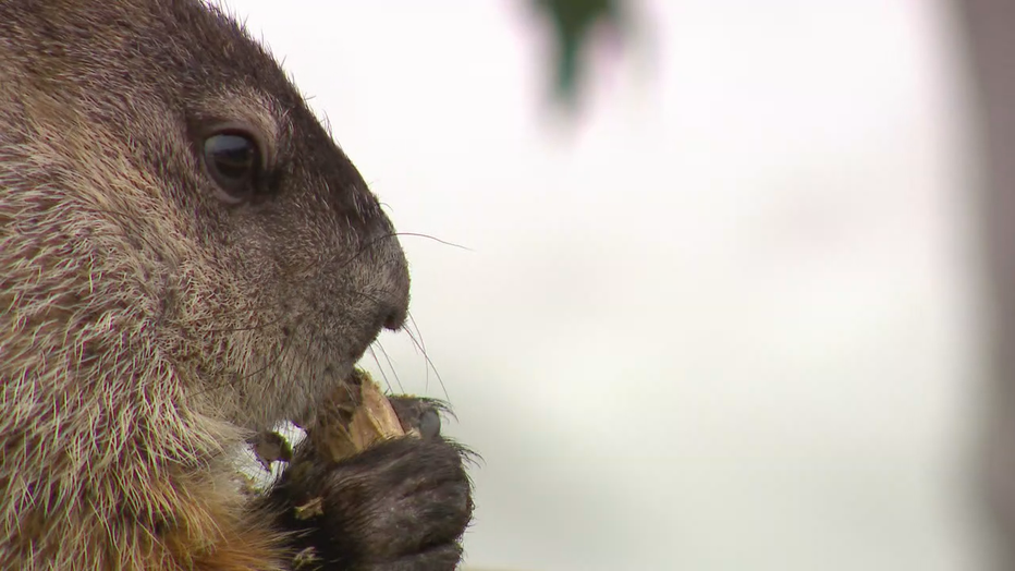 Milwaukee County Zoo's Gordy the woodchuck did not see his shadow