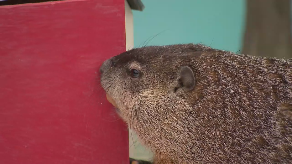 Milwaukee County Zoo's Gordy the woodchuck did not see his shadow