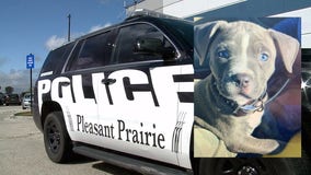 Police seek puppy stolen from lot at Pleasant Prairie Outlet Mall