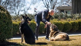 Major training: Biden dog gets help adjusting to White House
