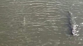 WATCH: Gator spotted swimming side-by-side with shark in Vero Beach