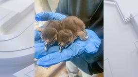 Endangered African penguin twins hatch at Racine Zoo