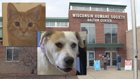 Dogs, cats from storm-ridden Texas seek forever home in Wisconsin