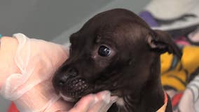 Humane Society caring for 42 rescues seized in alleged dogfighting ring