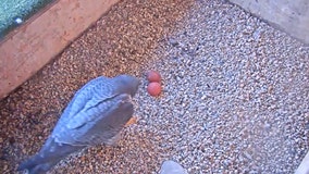 1st eggs of 2021 peregrine falcon nesting season laid at Oak Creek