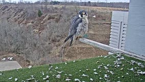 They’re back! Peregrine falcons return to We Energies power plants