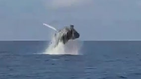 Humpback whale makes rare appearance in Gulf of Mexico