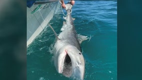 Fishermen catch 'monster' tiger shark off Florida coast