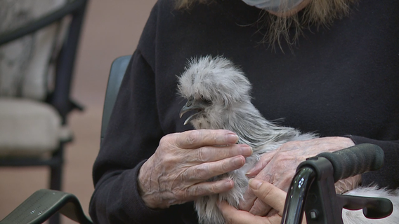 Mequon senior living residents fresh and fluffed after chicken therapy