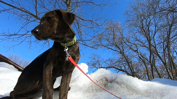 Delafield puppy with serious heart murmur gets help from community