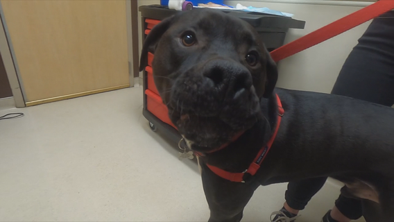 Dogs saving dogs: See how man's best friend is saving lives