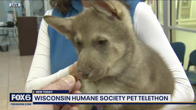 The Wisconsin Humane Society’s annual telethon to benefit homeless animals