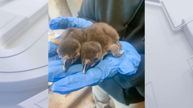 Endangered African penguin twins hatch at Racine Zoo