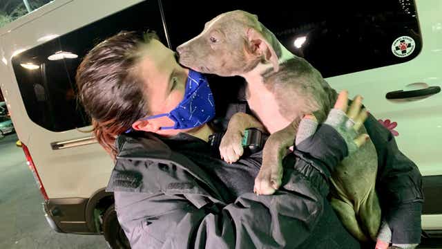 22 dogs rescued from freezing Texas temperatures arrive in DC area