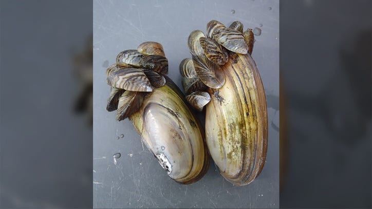 DNR: Invasive zebra mussels detected in aquarium 'moss bolls' - Vimarsana News