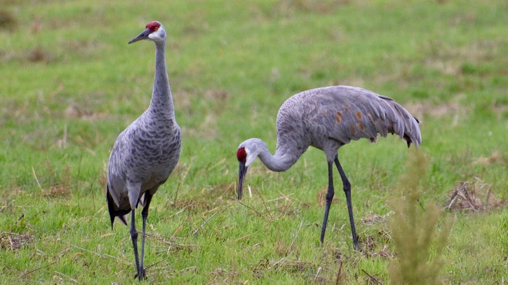 Early spring migratory birds are finally arriving in Wisconsin - Vimarsana News