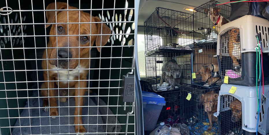WHS welcomes nearly 75 animals from Texas after winter storms