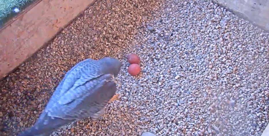 1st eggs of 2021 peregrine falcon nesting season laid at Oak Creek