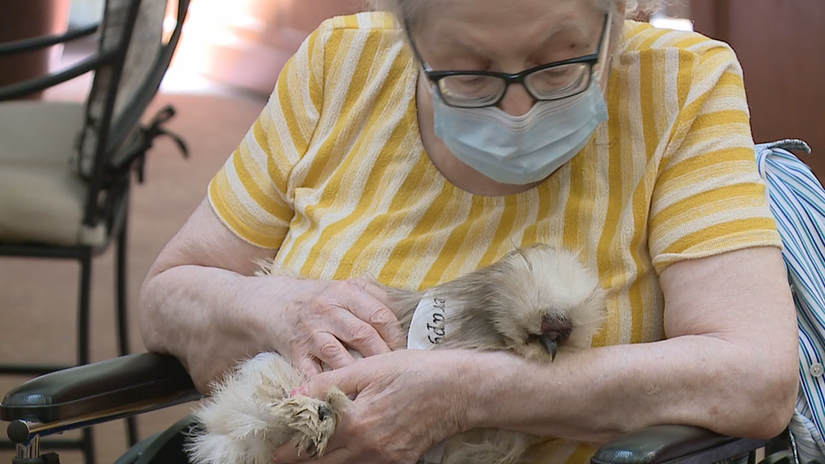 Chicken therapy in Mequon