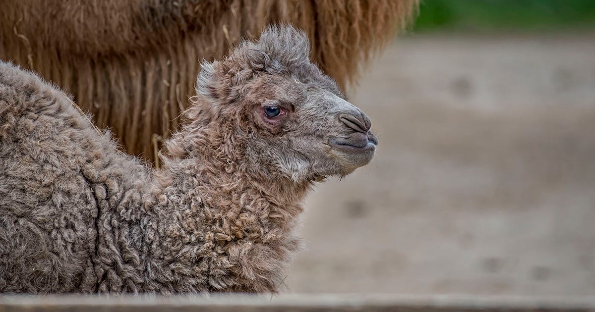 Bactrian camel born at the Milwaukee County Zoo is named Oliver! | FOX6 ...