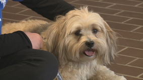 Therapy dog: COVID stress relief at Racine school