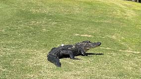 Play through? South Carolina golfers consult rule book after ball lands squarely on alligator's back