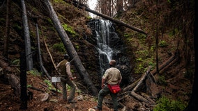 BEFORE-AND-AFTER PHOTOS: Resilient redwood forest beacon of hope for California forest