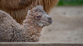 Bactrian camel born at the Milwaukee County Zoo is named Oliver!