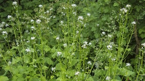 Waukesha County Parks seeks volunteers to remove invasive species