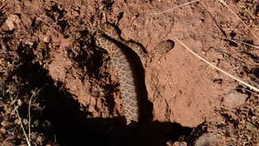 Man bitten by rattlesnake after attempting to pick it up with BBQ tongs