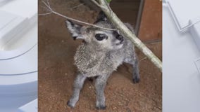 Florida zoo welcomes 27 1/2 ounce baby klipspringer antelope