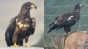 Racine Zoo announces arrival of 3-year-old bald eagle