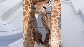 Same dad, 2 babies: Zoo Miami presents newborn giraffes