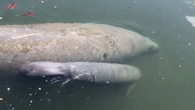 Video shows manatee giving birth to calf in Siesta Key canal