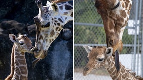 Two baby giraffes born days apart at Florida zoo