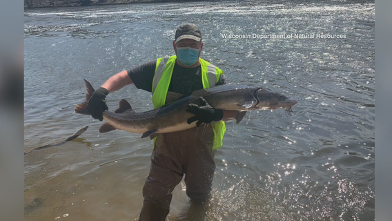 DNR: 'Illegal to target' sturgeon repopulating Milwaukee River
