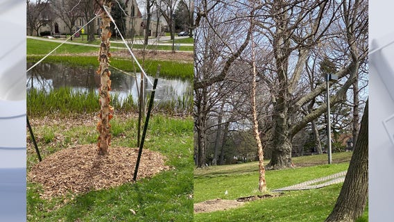 Parks Department begins replacing trees in Humboldt Park