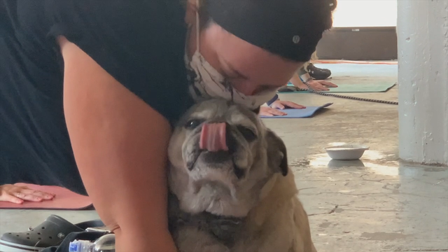 'Proven to reduce stress:' Dogs + yoga = 'doga' in Milwaukee