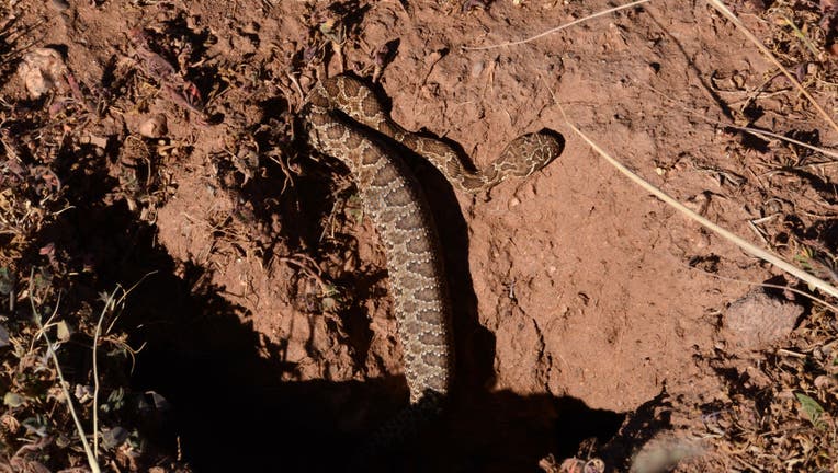 Rattlesnake at Pecos National Historical Park