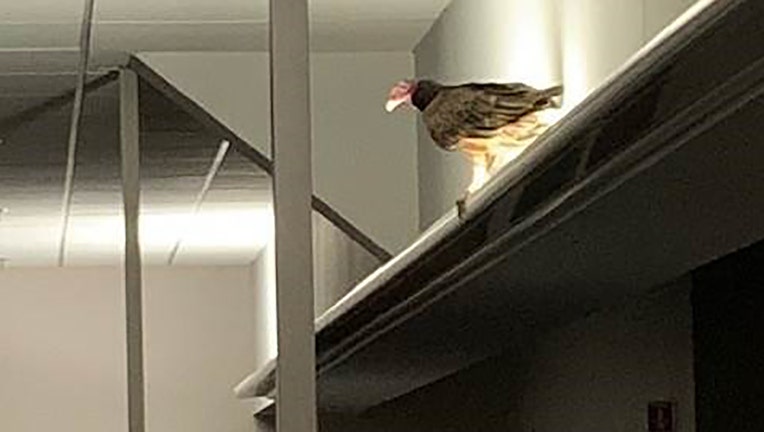 Turkey vulture found its way into Rockwell Automation, Inc. (Credit: Rockwell Automation, Inc.)