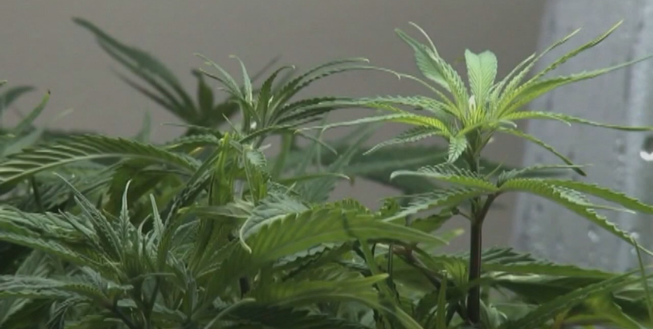 Wisconsin Republicans block medical marijuana - again