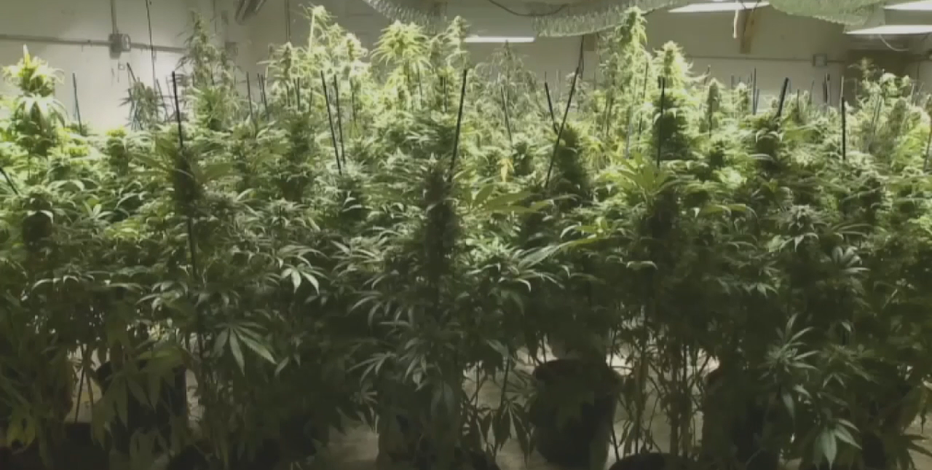 Marijuana legalization and Wisconsin; what to know about latest push