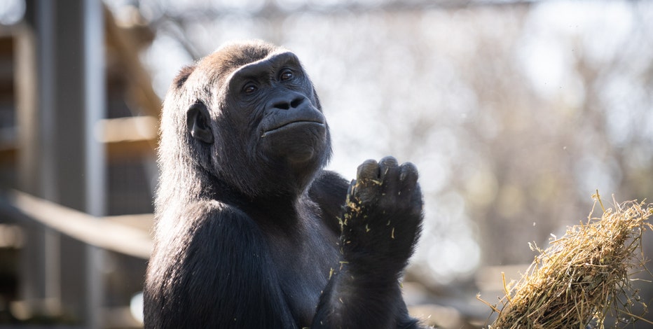 3 gorillas arrive at Milwaukee County Zoo from Columbus | FOX6