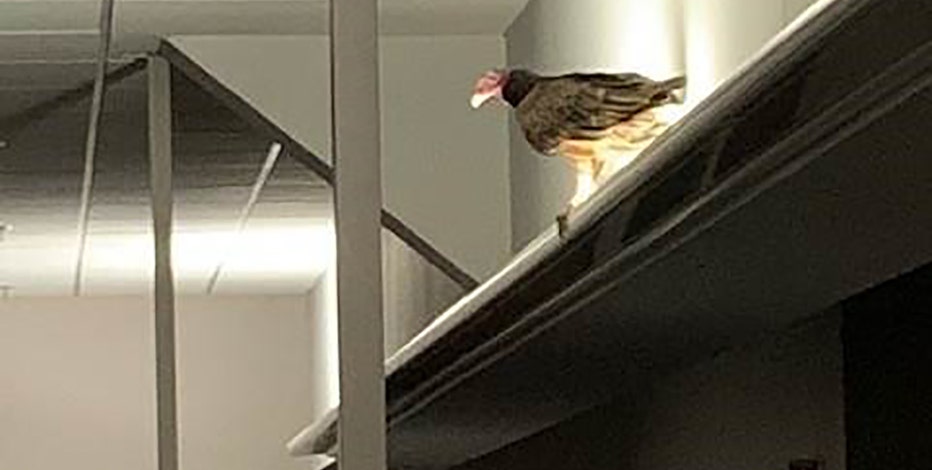 Turkey vulture inside Rockwell Automation catches workers by surprise