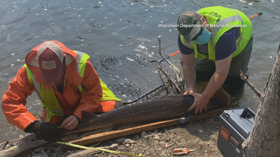 Sturgeon