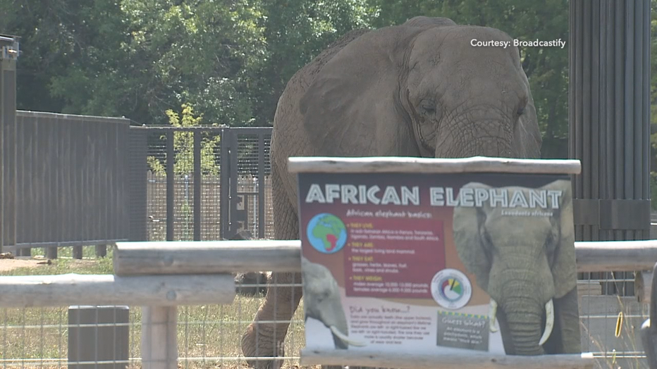 Man detained after he 'jumped into' MKE zoo's elephant enclosure